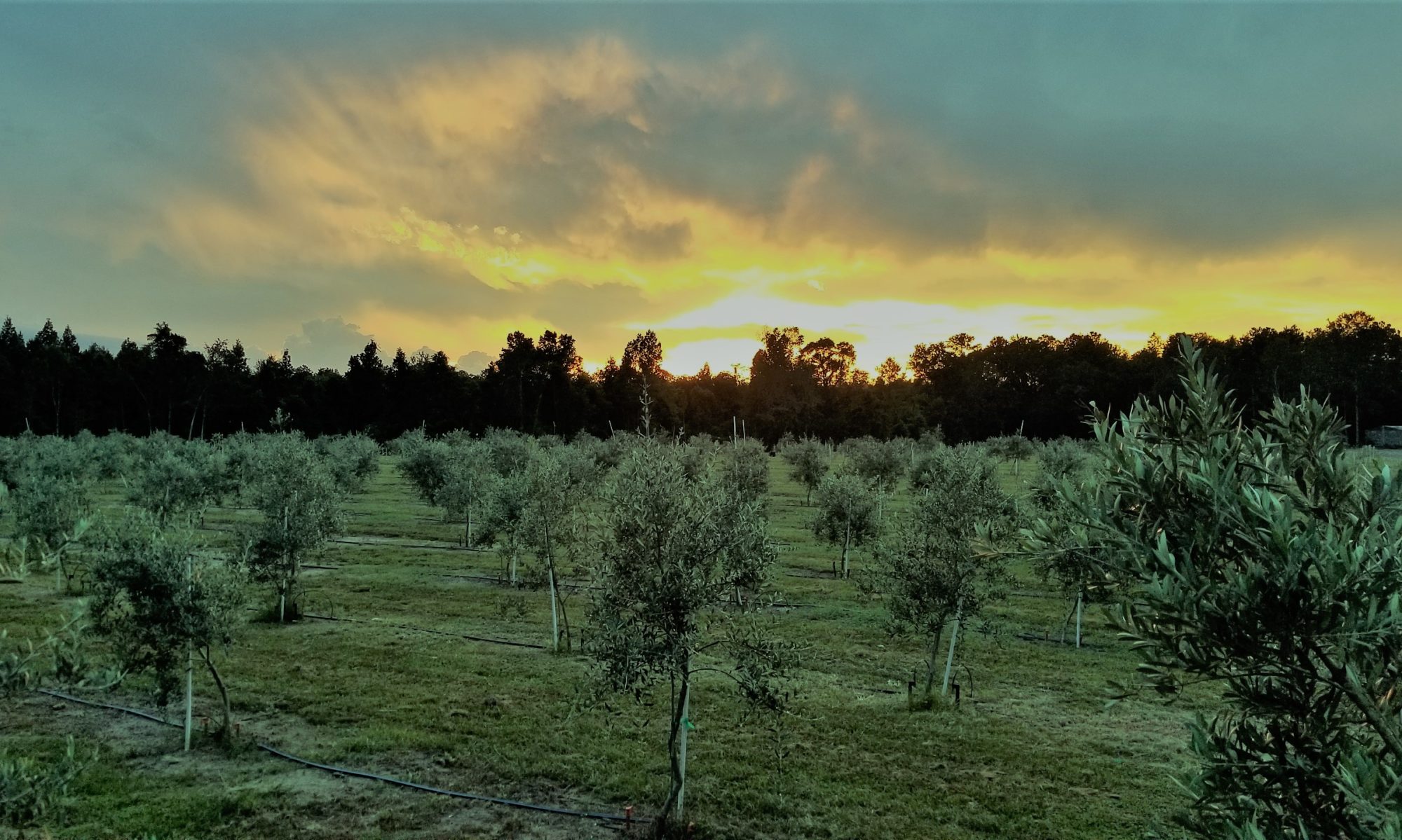 Florida Olive Group